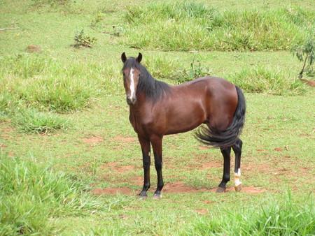 Fazenda Topada Country house